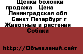 Щенки болонки продажа › Цена ­ 8 000 - Ленинградская обл., Санкт-Петербург г. Животные и растения » Собаки   